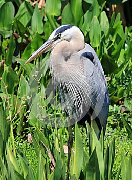 Healthy tricolored heron