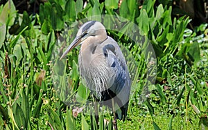 Healthy tricolored heron