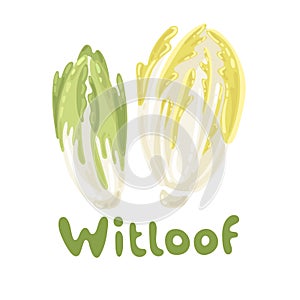 Healthy vegetable witloof chicory. Farm market product. Green salad leaves isolated on the white background. Vector