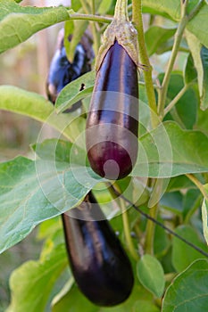 Healthy vegetables in garden, ripe eggplant vegetable growing on