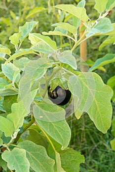 Healthy vegetables in garden, ripe eggplant vegetable growing on