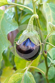 Healthy vegetables in garden, ripe eggplant vegetable growing on