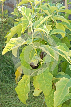 Healthy vegetables in garden, ripe eggplant vegetable growing on