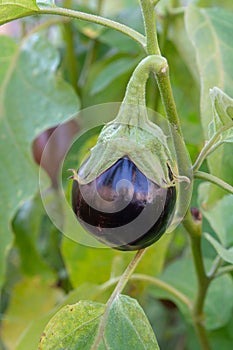 Healthy vegetables in garden, ripe eggplant vegetable growing on plant