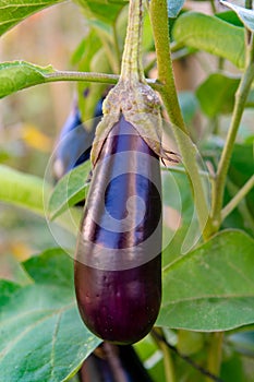 Healthy vegetables in garden, ripe eggplant vegetable growing on plant