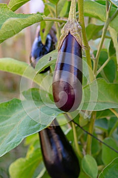 Healthy vegetables in garden, ripe eggplant vegetable growing on plant