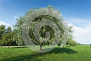 Healthy vigorous tree in the park photo