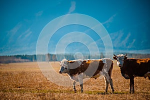 Healthy and well fed cow on pasture in the mountains, with selective focus