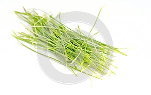 Healthy wheatgrass photo