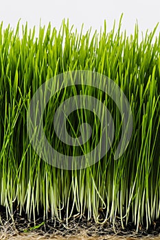 Healthy Wheatgrass