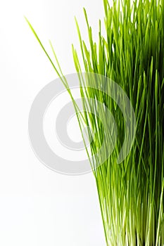 Healthy Wheatgrass