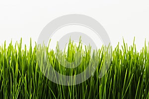 Healthy Wheatgrass