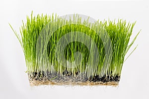 Healthy Wheatgrass