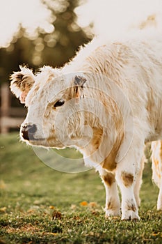Healthy white cow on a pasture