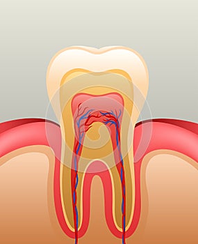 Healthy white tooth, gums and bone