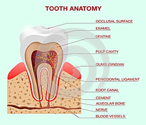 Healthy white tooth, gums and bone illustration. Medical banner or poster