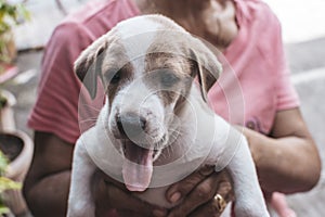 A healthy and yawning one month old puppy held by his new owner. An adopted young dog