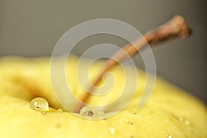 Healthy yellow - Waterdroplets on a yellow apple photo