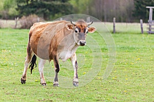 Healthy young Brown Swiss bull in a pasture