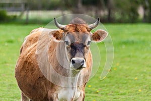 Healthy young Brown Swiss bull in a pasture