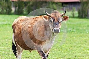 Healthy young Brown Swiss bull in a pasture