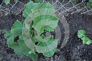 A healthy, young cucumber plant