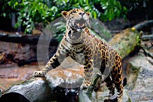 Healthy young jaguar in captivity