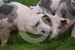 Pietrain pig grazing on the meadow photo