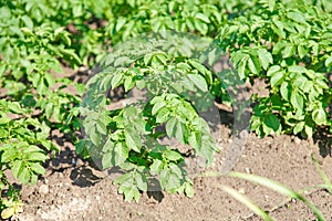 .Healthy young potato plant in organic garden
