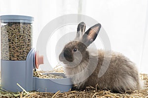 Healthy young rabbit furry bunny eating pellet food in automatic feeder on dry straw over white background. Cuddly fur bunny black photo
