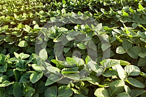 Healthy young Soybean Field