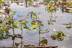 Healthy young soybean plants in flooded farm field