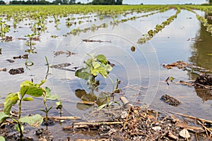 Healthy young soybean plants in flooded farm field