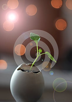 A healthy young sprout and a sick sprout in an eggshell in an egg cage