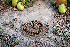 Heap of adult striped garden pests colorado beetles