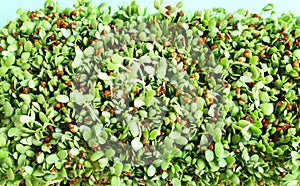 Heap of alfalfa sprouts background. Organic food and macrobiotic concept