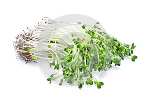 Heap of alfalfa sprouts isolated on white background photo