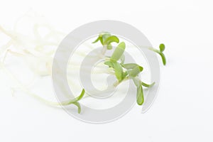Heap of alfalfa sprouts on white background