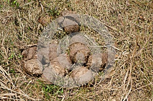 A heap of Asia elephant dung