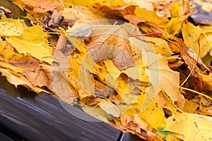 Heap of the autumn fallen leaves on windshield of car