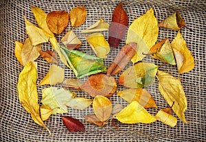 Heap of autumn leaves on sackcloth
