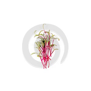 Heap of beet micro greens on white background. Healthy eating concept of fresh garden produce organically grown as a