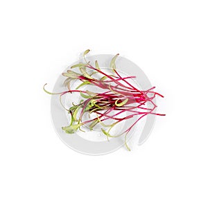 Heap of beet micro greens on white background. Healthy eating concept of fresh garden produce organically grown as a