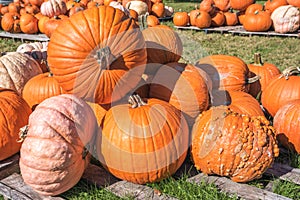 Heap of big pumpkins in a field