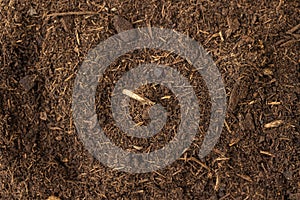 A heap of black brown peat, a natural fertilizer with particles of dead bog plants top view. Peat as a mineral material