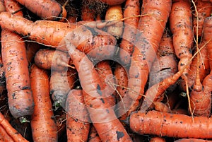 Heap of Carrots