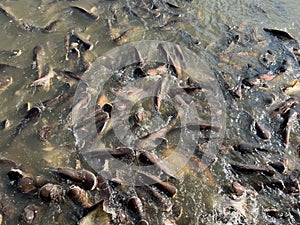 Heap of catfish in the Chao Phraya river in Thailand