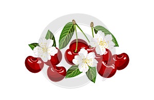 Heap of cherry isolated on white background. Red ripe berry, green leaves and white flowers. Vector illustration of fruits