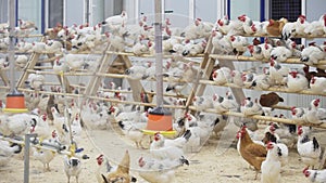 Heap of chickens walk around and sit on poles at room on paultry farm