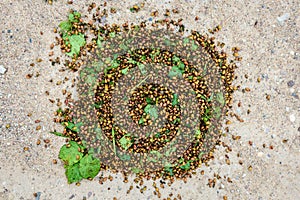 Heap of colorado potato beetle
